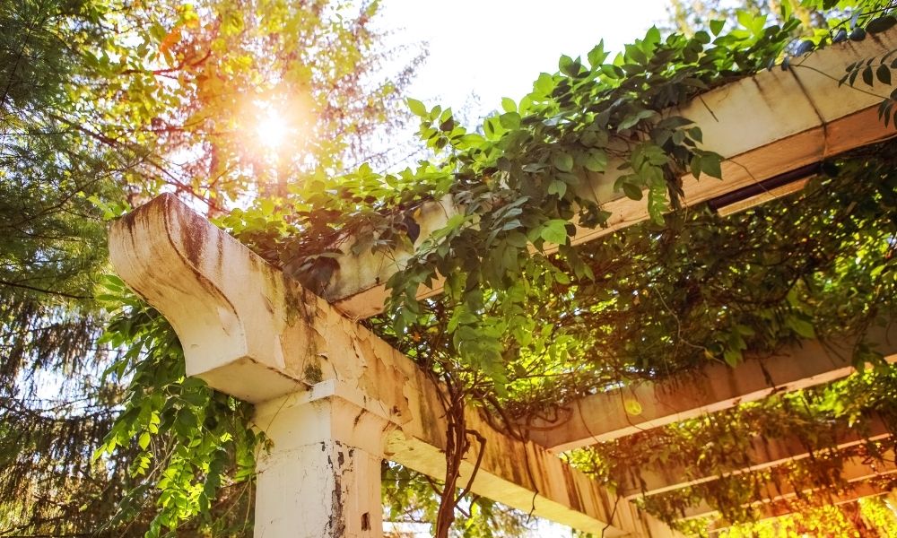 The 3 Best Vines To Grow on Your Pergola This Spring